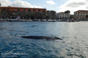 L&#039;Arsenale delle Galeazze e la balenottera (di plastica)