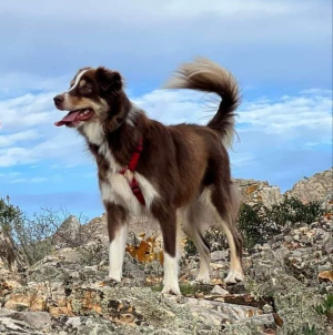 Appello per ritrovare la cagnolina Gioia