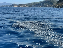 Fotocronaca: moria di pesci al largo dell&#039;Enfola