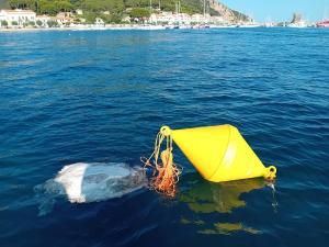 Carcassa di tartaruga a Marciana Marina, ottimo lavoro dell’Ufficio locale marittimo e Capitaneria di Porto