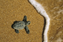 Giornata delle tartarughe marine, &quot;guardiani&quot; allertati a protezione, numero unico per segnalarle