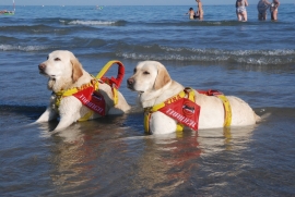 Un registro delle unità cinofile da soccorso in mare, per spiagge libere più sicure