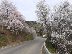 Fotonotizia: Mandorli in fiore sul Volterraio