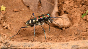 Studenti da tutta Italia all’Elba e a Pianosa per studiare gli insetti con esperti entomologi