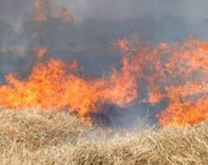 Rischio incendi, vietato tenere cani alla catena: ordinanza del presidente della Regione